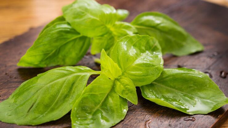 clamshell Basil