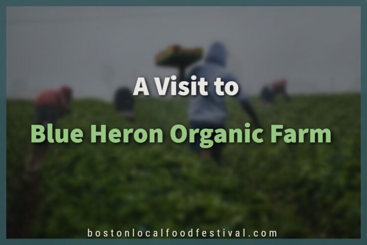 ​ A Visit to Blue Heron Organic Farm - Natural Produce