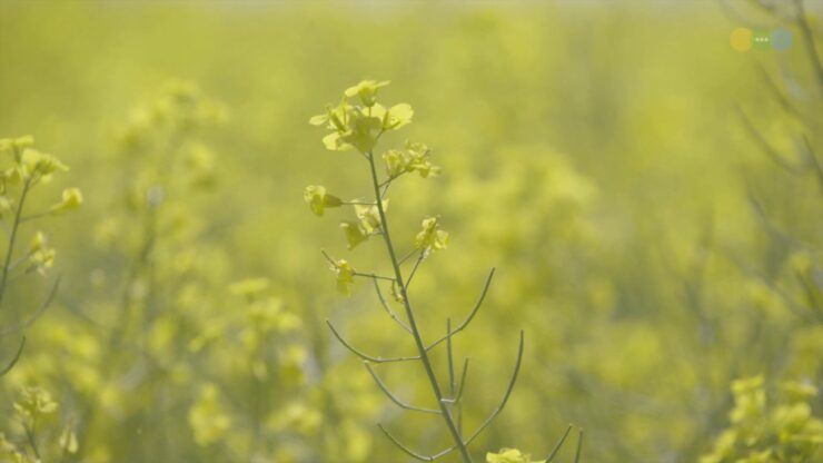 canola plant