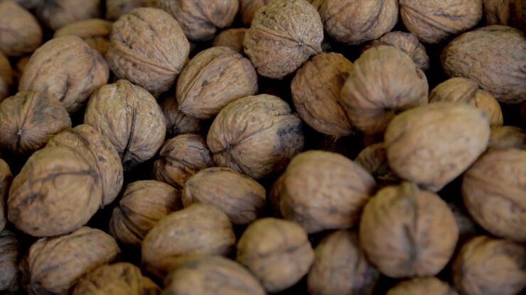 walnuts shell